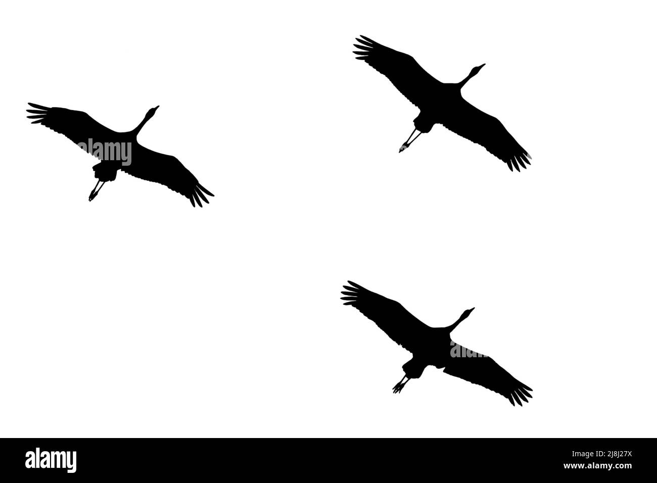 Silhouette di gru comuni / gru eurasiatica (Grus grus) gregge in volo delineato su sfondo bianco per mostrare ali, testa e coda forme Foto Stock