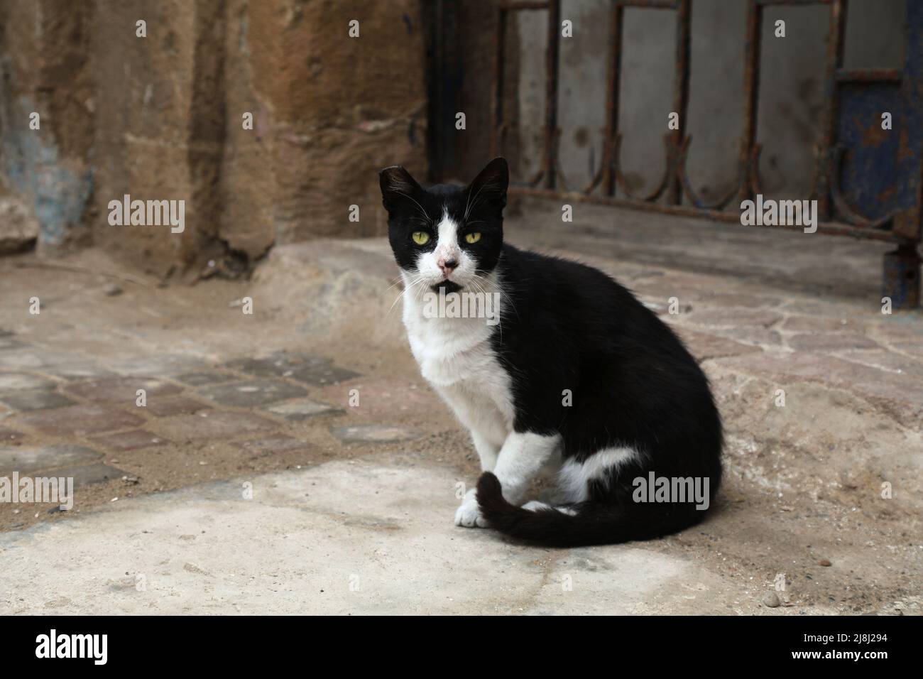 Gatti di strada di Essaouira, Marocco. Gatto bianco e nero locale domestico seduto in strada. Foto Stock