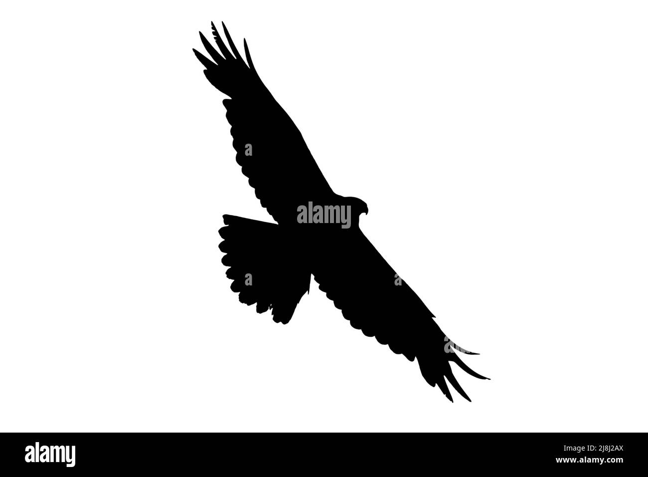 Silhouette di arrier palude occidentale (Circus aeruginosus) in volo, delineata su sfondo bianco per mostrare le ali, la testa e la coda Foto Stock