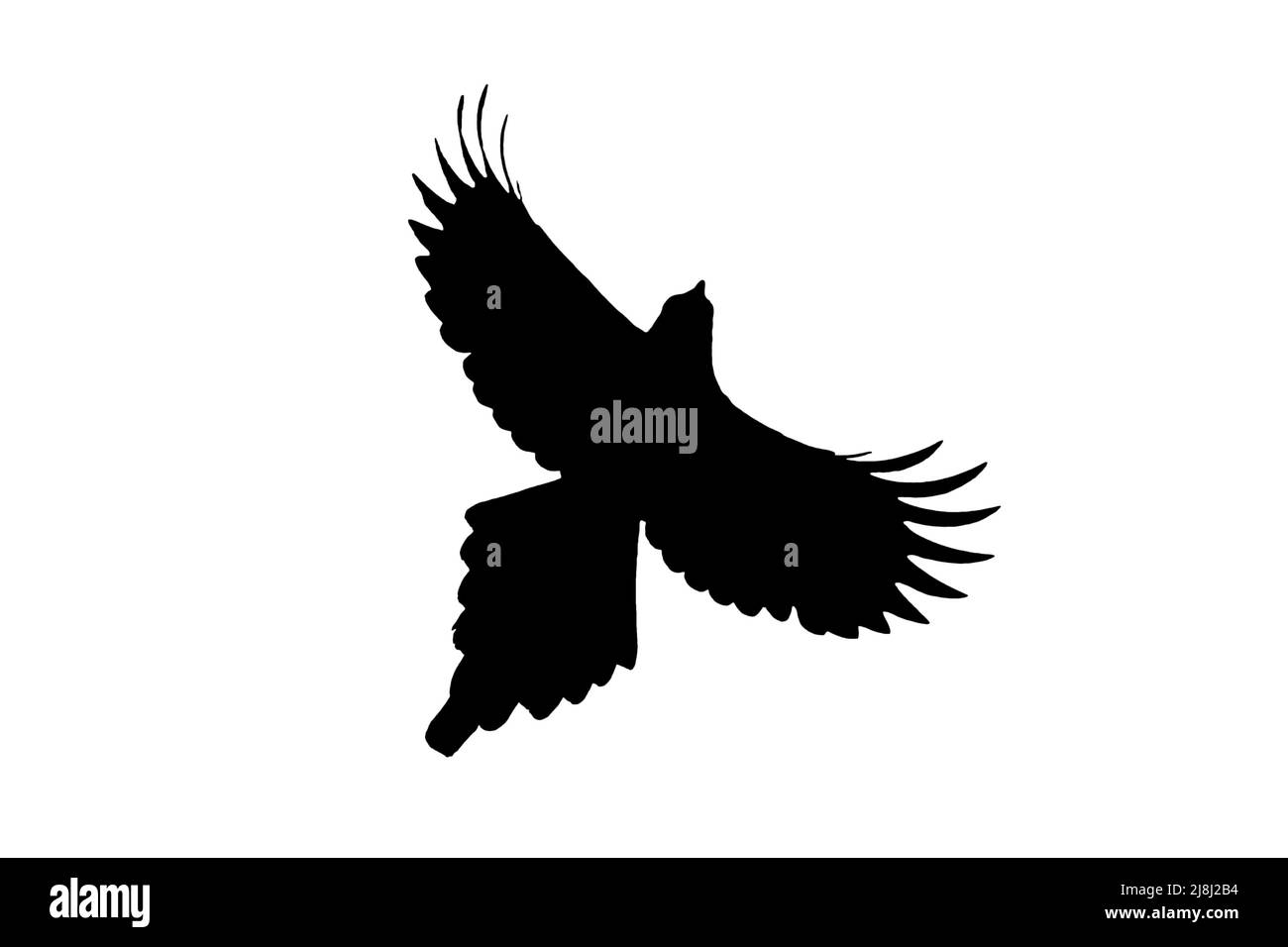 Silhouette di magpie eurasiatica / magpie comune (Pica pica) in volo delineata su sfondo bianco per mostrare le ali, la testa e la coda Foto Stock