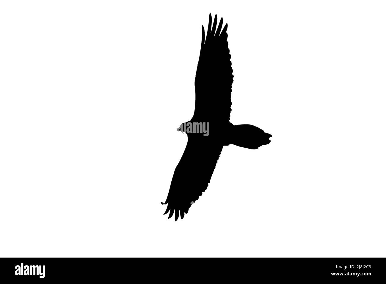 Silhouette di avvolgente avvolgente / Lammergeier (Gypaetus barbatus) in volo delineata su sfondo bianco per mostrare le ali, la testa e la forma della coda Foto Stock