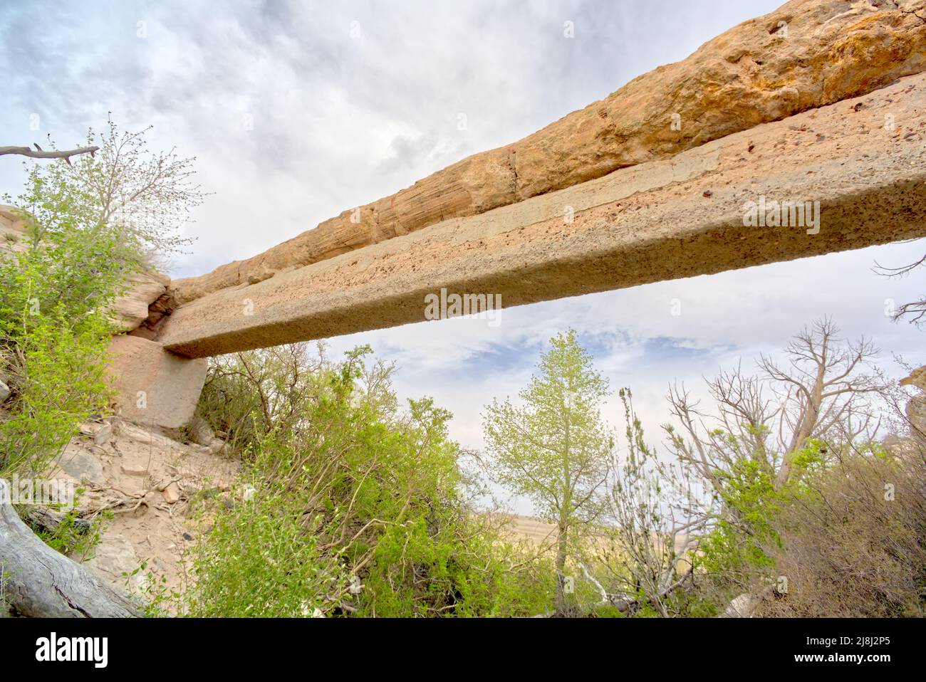 Vista grandangolare da sotto Agate Bridge nel Parco Nazionale della Foresta di pietra, Arizona. A causa della fragilità di questo ceppo pietrificato un supporto concreto era b Foto Stock