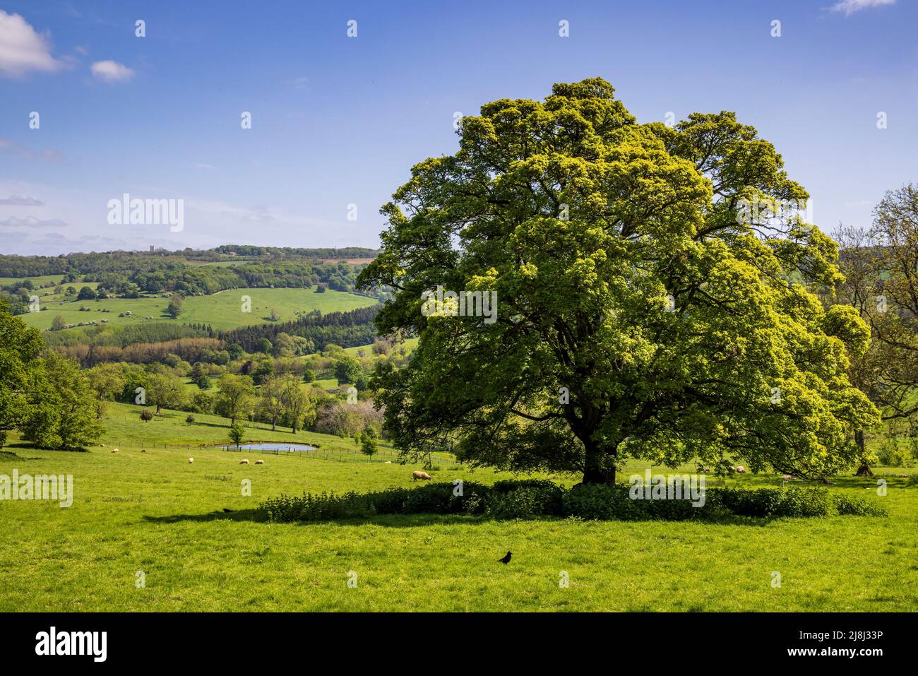 La campagna di Cotswolds dal sentiero pedonale Winchcombe Way con la Broadway Tower all'orizzonte, Gloucestershire, Inghilterra Foto Stock