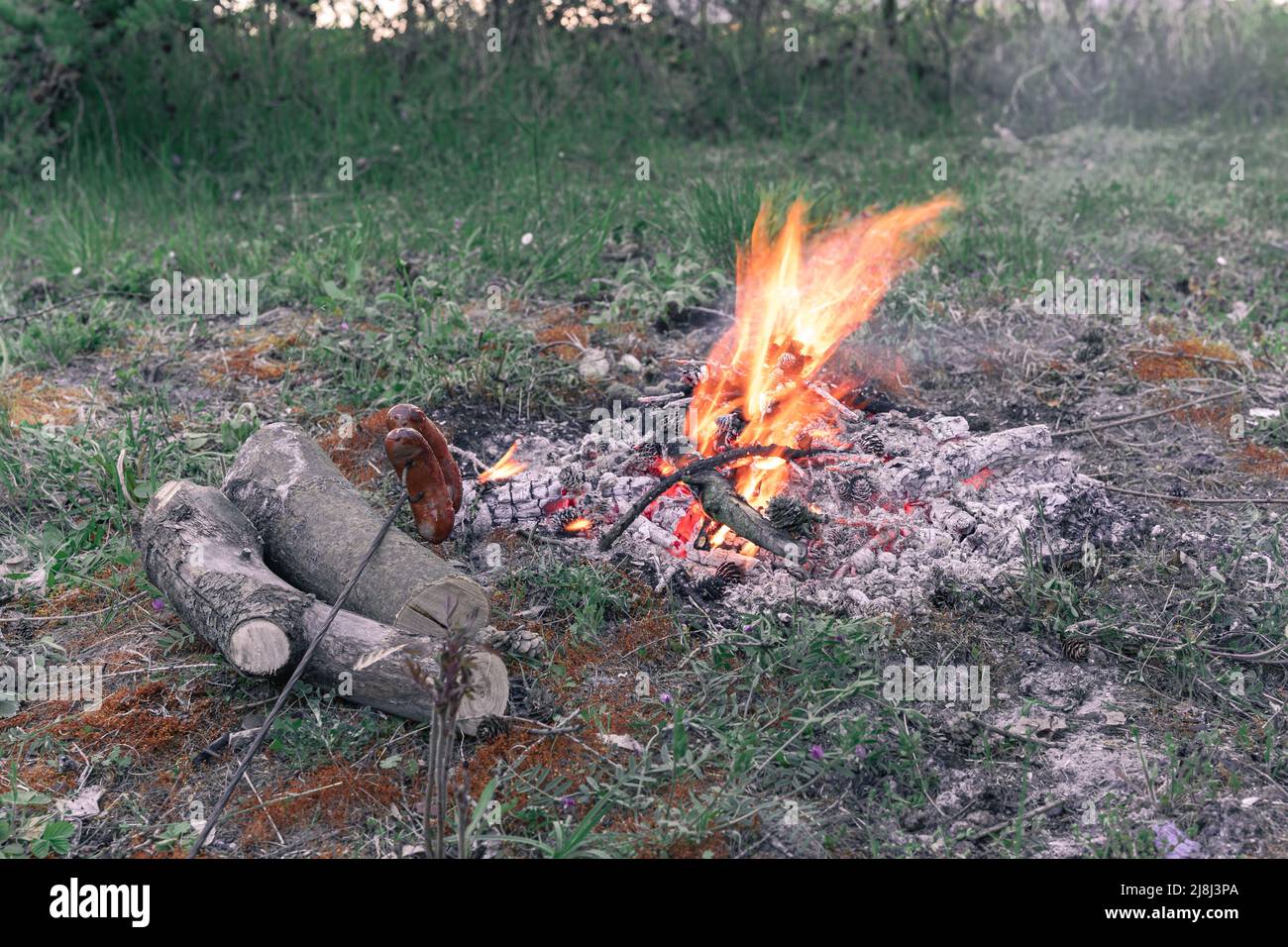 Fuoco che brucia nei boschi al tramonto. Preparazione delle salsicce per la cena al campo in una radura forestale. Foto Stock