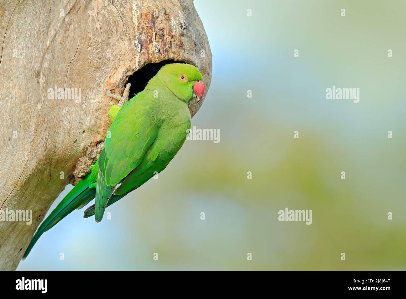 Pappagallo verde seduto su tronco di albero con nido buco. Nesting Rose-ringed Parakeet, Psittacula krameri, bel pappagallo nella natura verde abitudine foresta Foto Stock