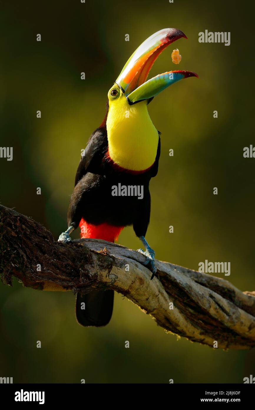 Toucan con fattura di chiglia, Ramphastos sulfuratus, uccello con fattura grande. Toucan seduto sul ramo in foresta con frutta in becco, Boca Tapada, Laguna de Lagar Foto Stock