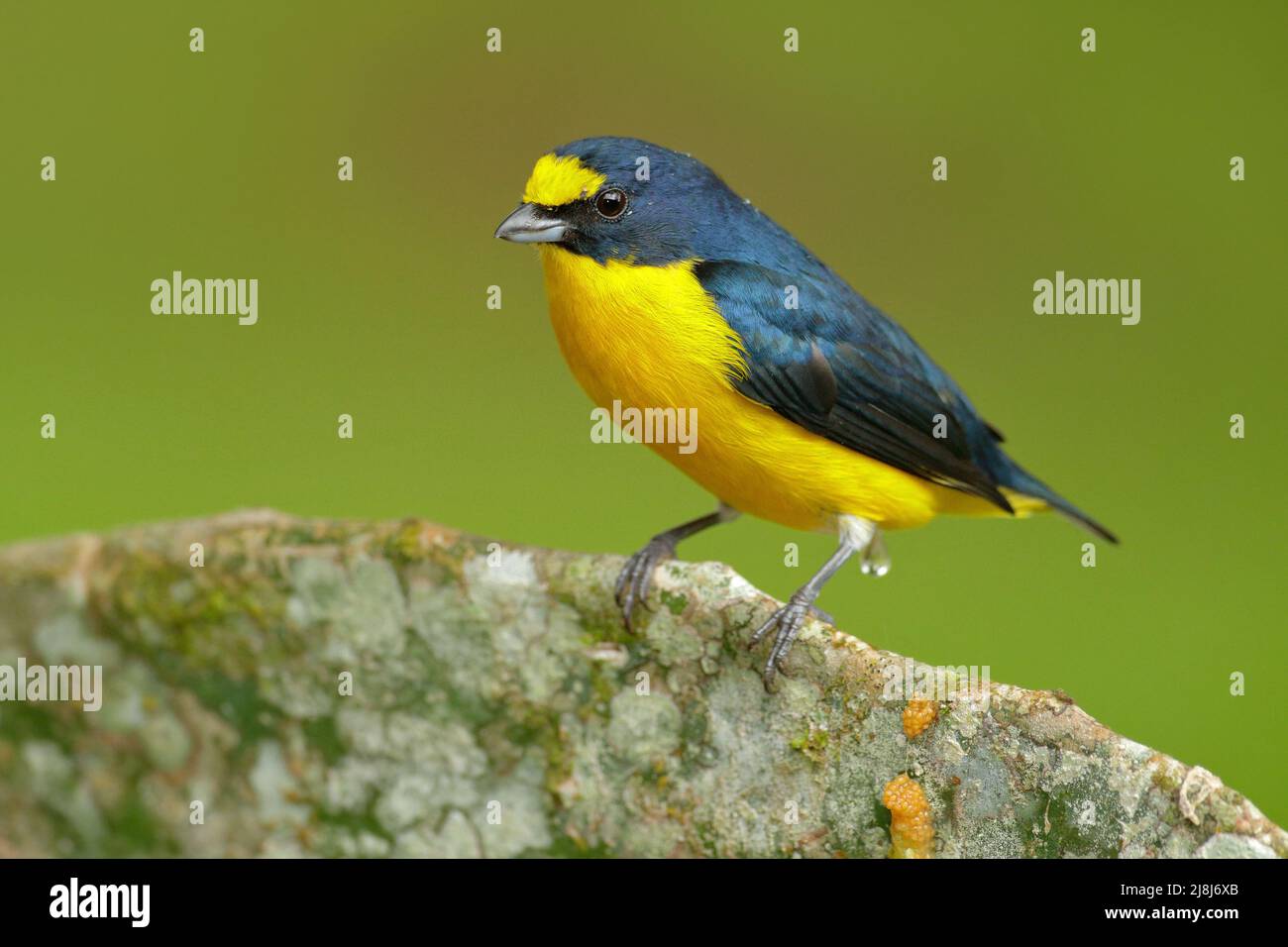 Uccello dalla foresta del Costa Rica. Euphonia giallo, Euphonia hirundinacea, uccello esotico blu e giallo del Costa rica. Birdwatching nel sud A. Foto Stock