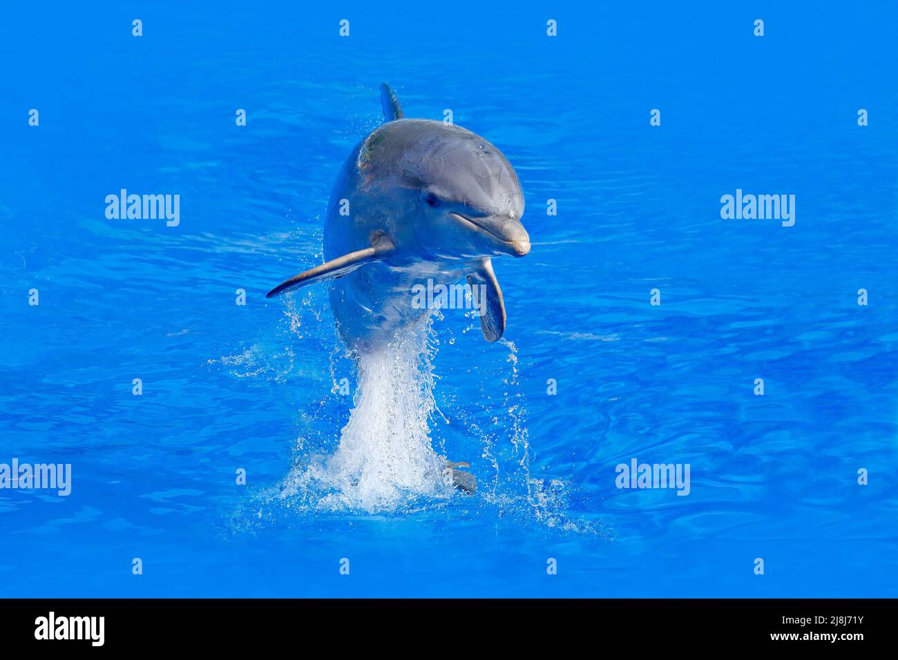 Onda dell'oceano con animale. Delfino ottlenosato, Tursiops truncatus, nell'acqua blu. Scena di azione della fauna selvatica dalla natura dell'oceano. Dolphin salto in mare. Foto Stock