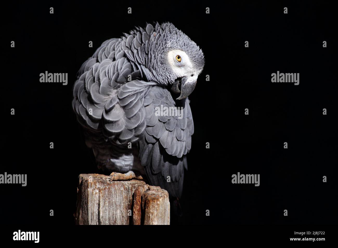 Pappagallo grigio africano, Psittacus erithacus, seduto sul ramo, Gabon, Africa. Fauna selvatica scena dalla natura. Pappagallo nella foresta tropicale verde con dar Foto Stock