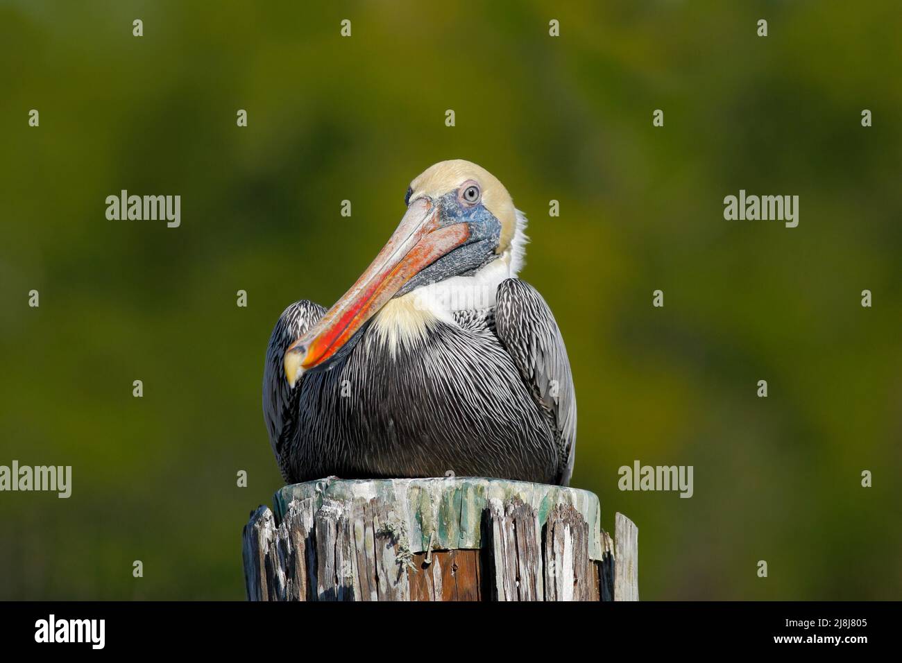 Pelican marrone, Pelecanus occidentalis, Florida, USA. Uccello che siede sul moncone dell'albero sopra l'acqua. Uccelli marini nell'habitat naturale. Birdwatching in F Foto Stock