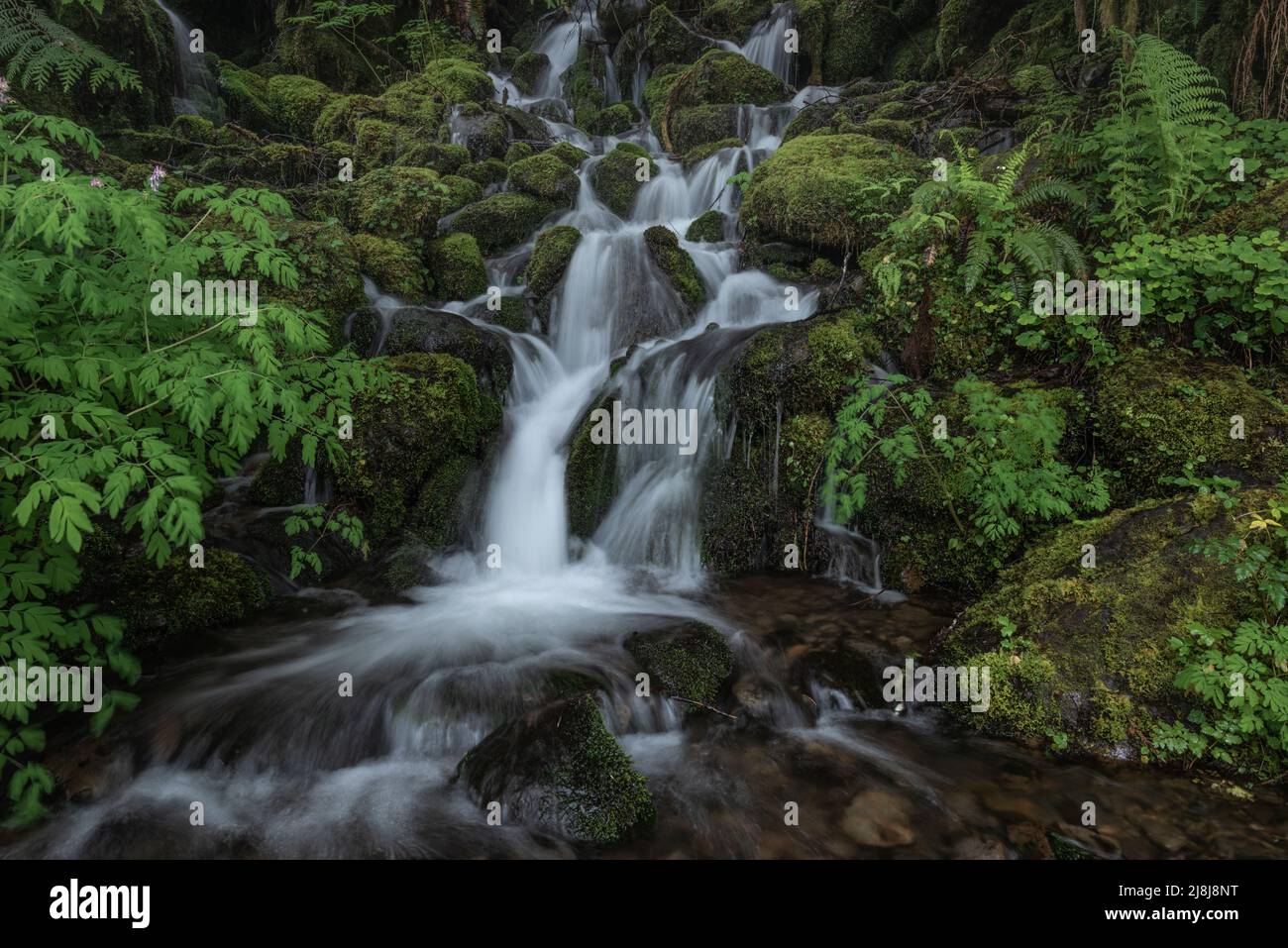 Cascata in lussureggiante paesaggio verde della foresta del Pacifico nord-occidentale Foto Stock