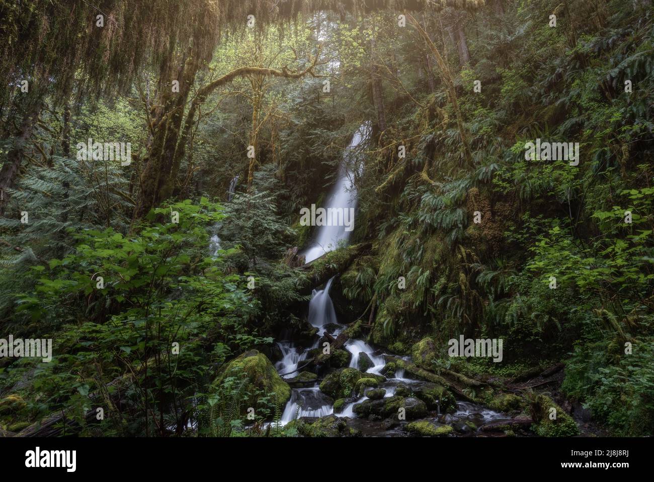 Lussureggiante vegetazione e cascate nella foresta pluviale di Quinault, nella regione nord-occidentale del Pacifico dello stato di Washington Foto Stock