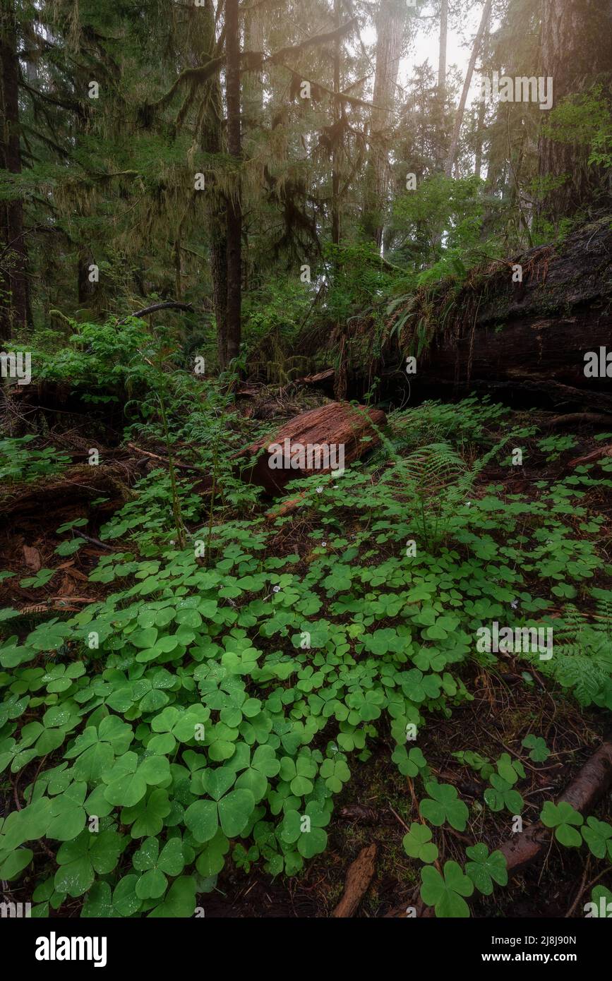 Forest Floor nella lussureggiante foresta pluviale di Quinault, Pacific Northwest, Washington state Foto Stock