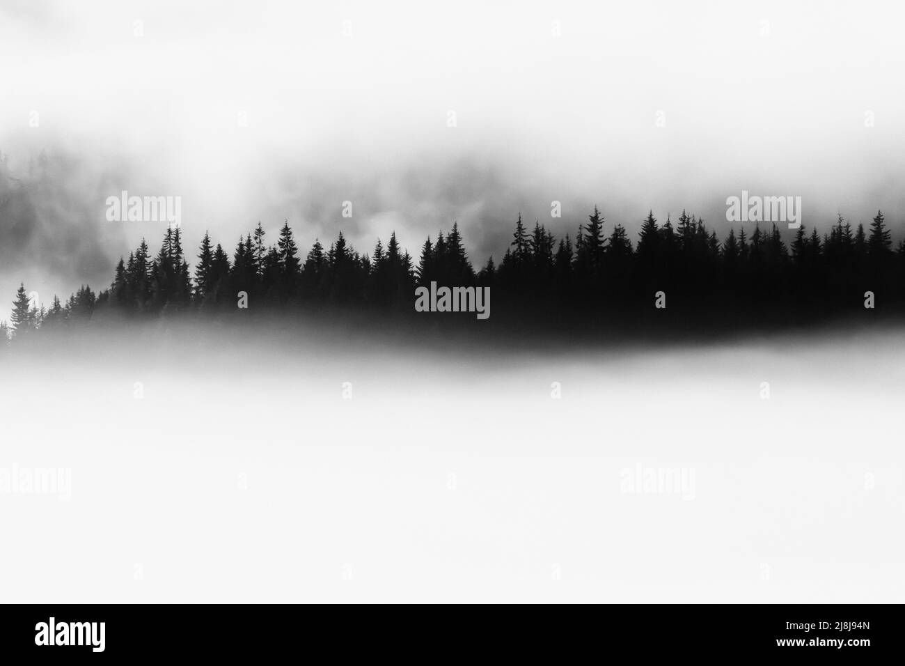 Conifere foresta nella nebbia lungo l'Interstate 90 a Washington state, USA Foto Stock