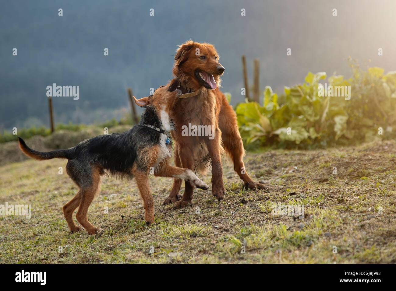 due giovani cani che giocano in giardino a casa, un bodeguero e un pastore basco, un cane di pecora, con un sorriso sul volto che mostra felicità. Immagine orizzontale Foto Stock