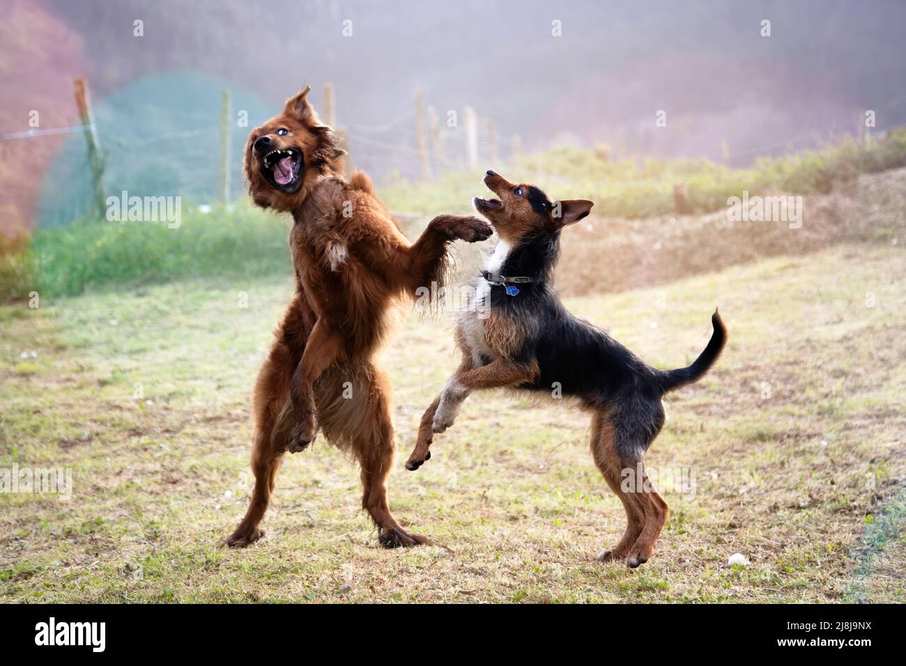 giovane cane pastore basco che gioca con cucciolo di cantina. entrambi in piedi saltare, bocca aperta e divertente gesto. in un campo erboso in una mattinata estiva. felice Foto Stock