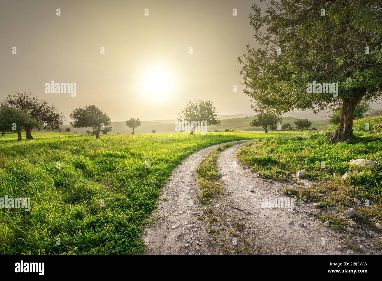 Cipro primavera paesaggio. Strada rurale e alberi di carruba durante l'ora d'oro del tramonto Foto Stock