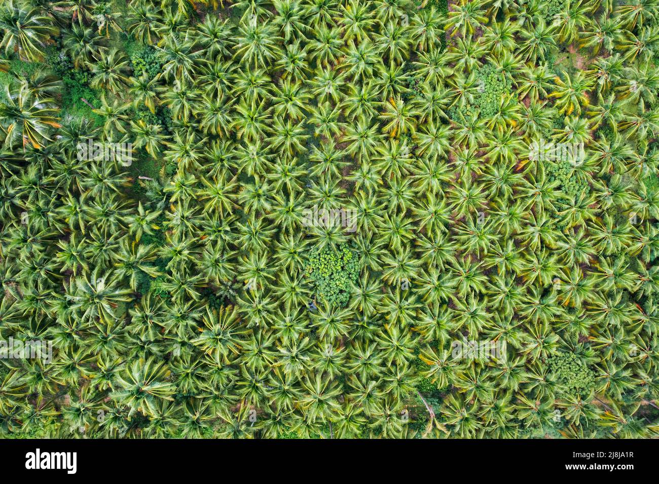 Vista dall'alto della piantagione di palme da cocco che cresce nell'area agricola Foto Stock