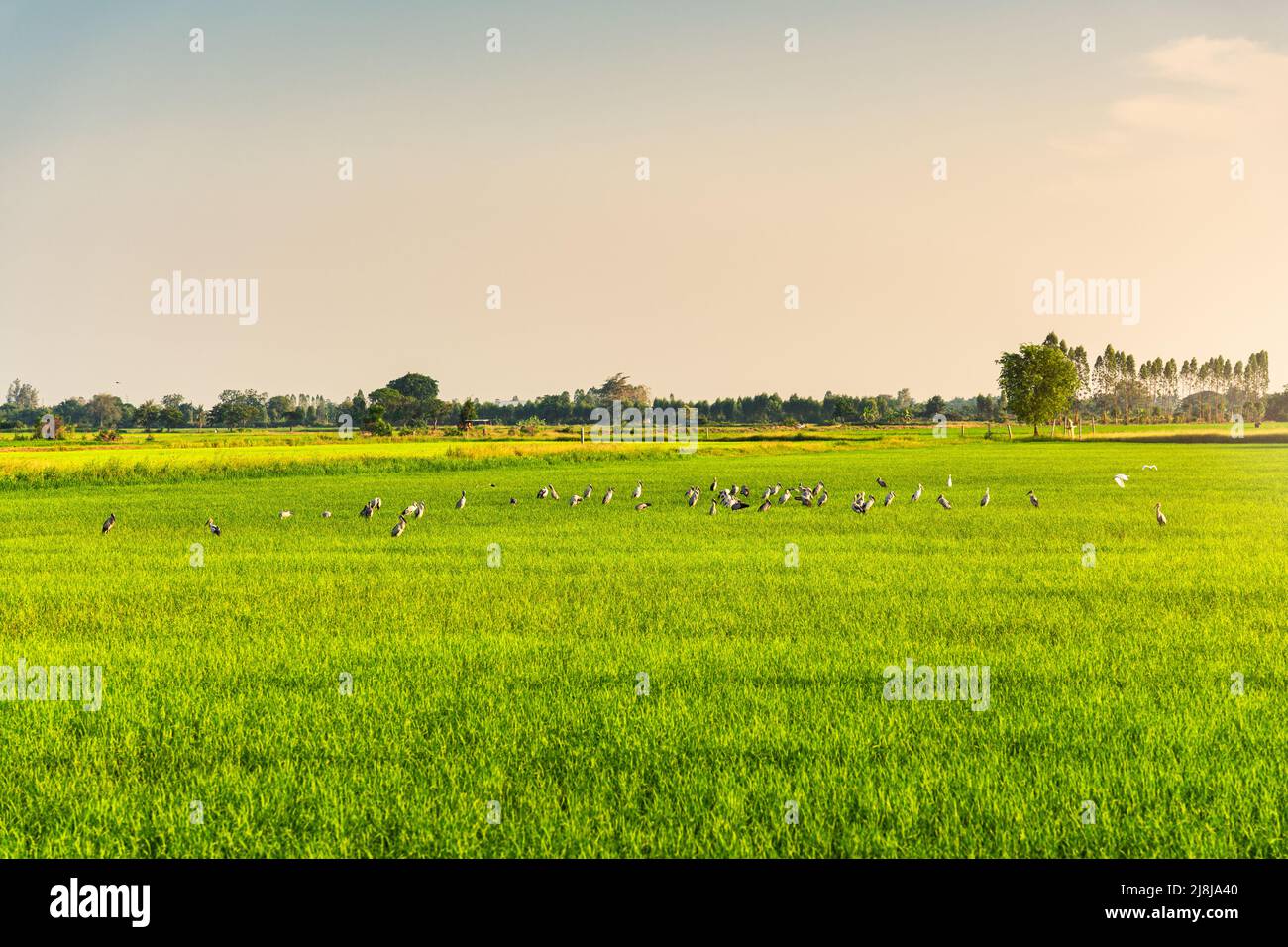 Gregge di uccelli, cicogna di Openbill foraging in risaie di risone in serata in campagna Foto Stock