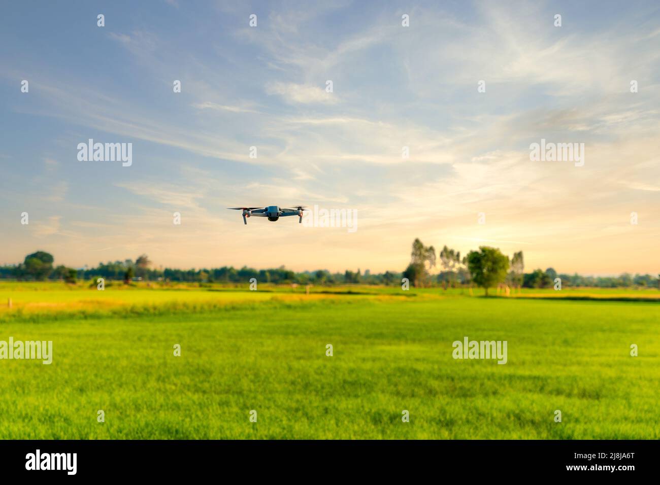 Moderna indagine drone a volare esplorare agricoltura raccolto in campo di riso alla sera Foto Stock