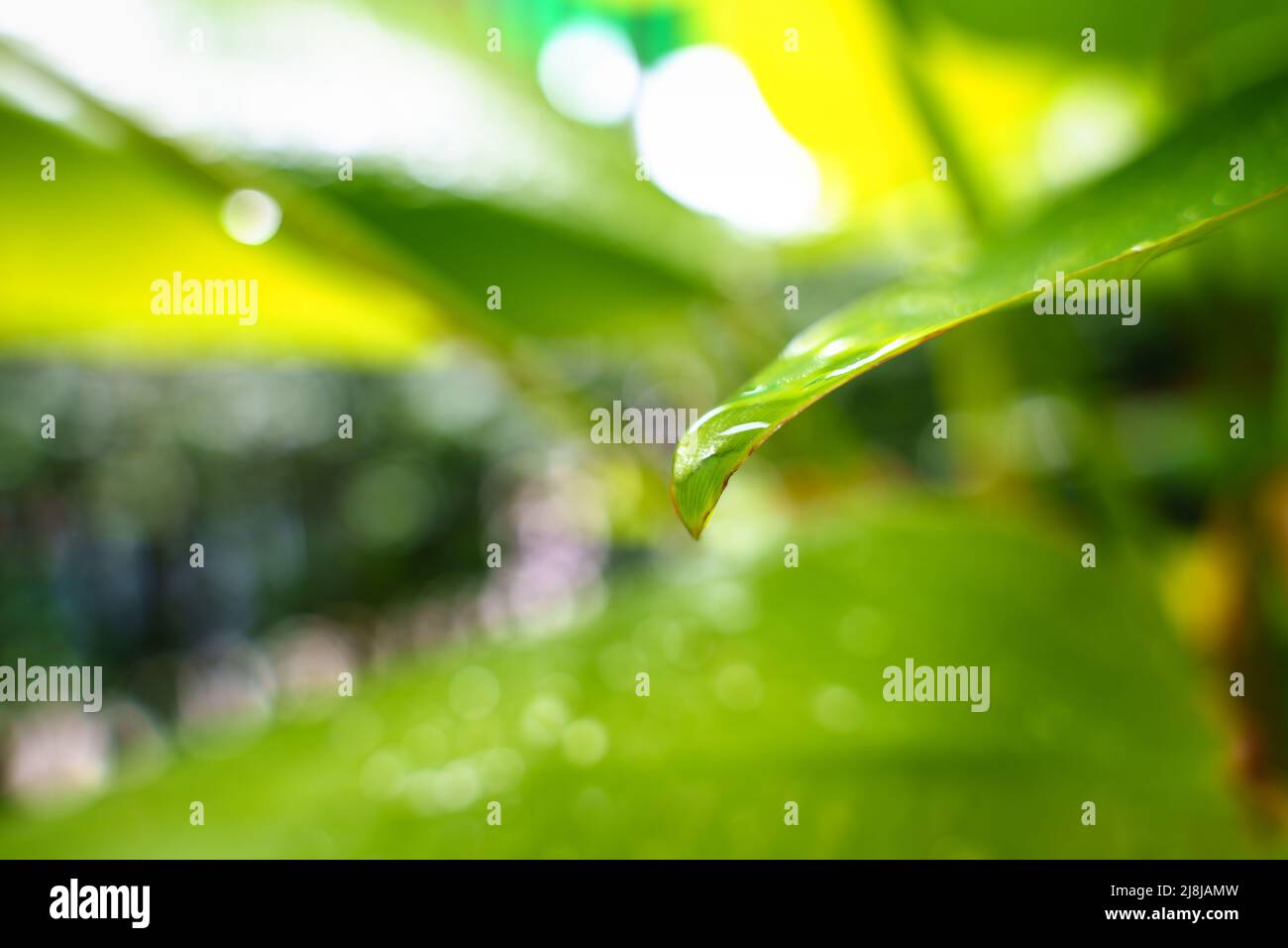Foglia verde con gocce d'acqua della pioggia in giardino Foto Stock