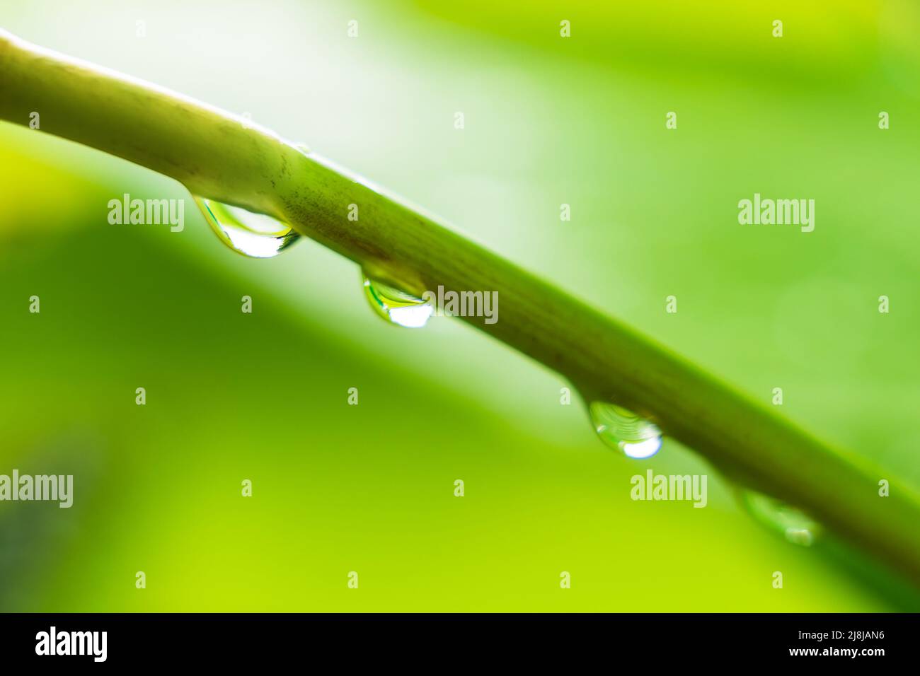 Foglia verde con gocce d'acqua della pioggia in giardino Foto Stock