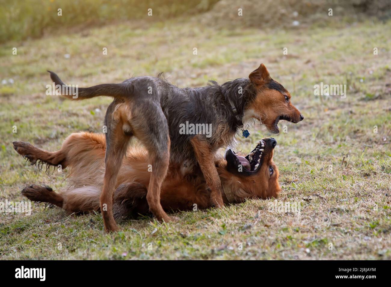 cane nero bodeguero che gioca con pastore basco cane, uno sopra l'altro in giochi dominanza. felicità . cortile. Foto Stock