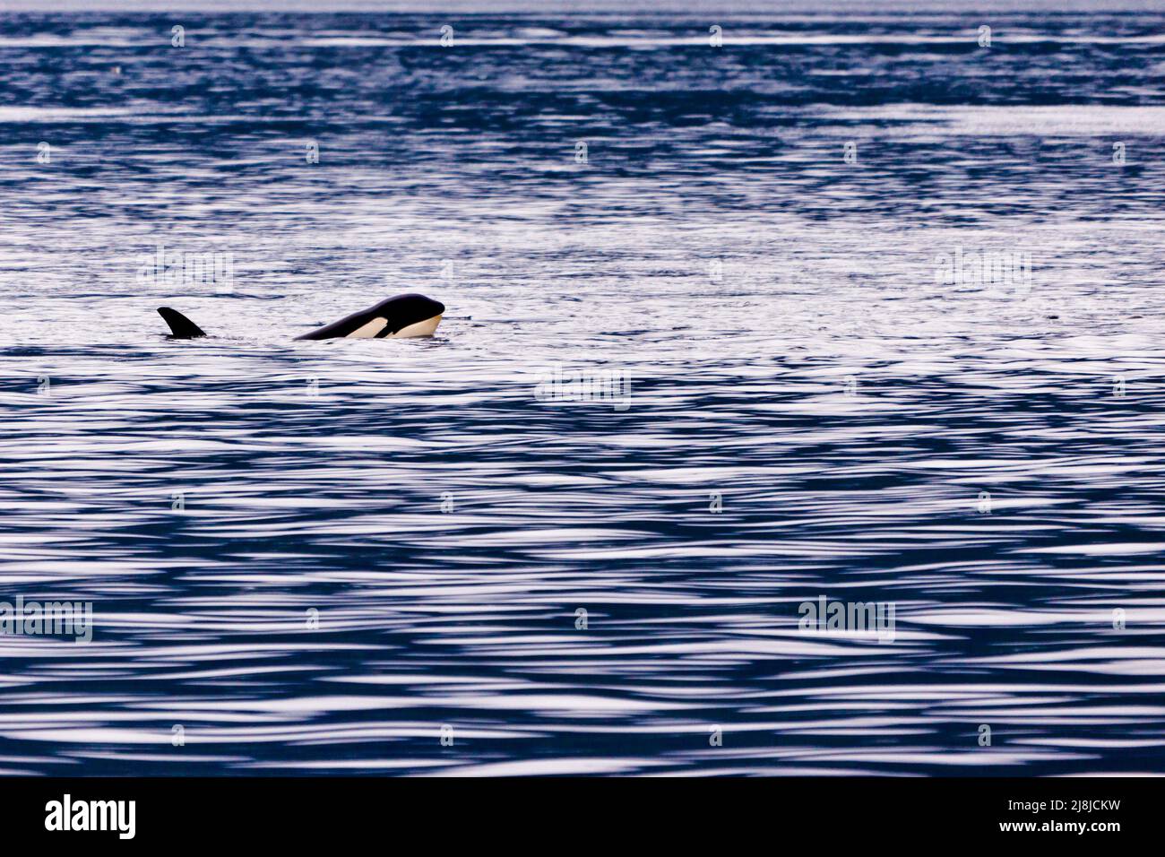 Orcas nel Johnstone Straight, British Columbia, Canada Foto Stock