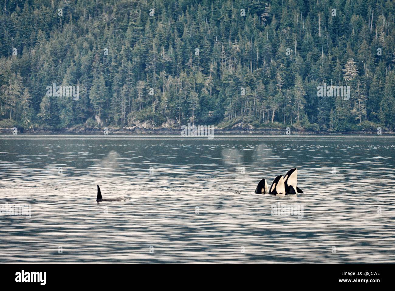 Orcas nel Johnstone Straight, British Columbia, Canada Foto Stock