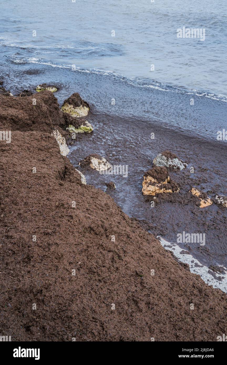 L'accumulo di alghe brune nel litorale di Altea, Alicante, Spagna Foto Stock