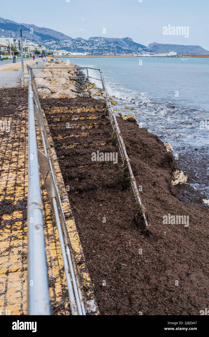 L'accumulo di alghe brune nel litorale di Altea, Alicante, Spagna Foto Stock