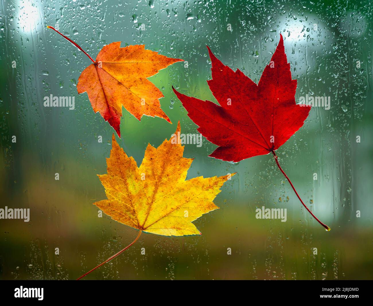 Colorfull autunno foglie su un vetro finestra con gocce d'acqua Foto Stock