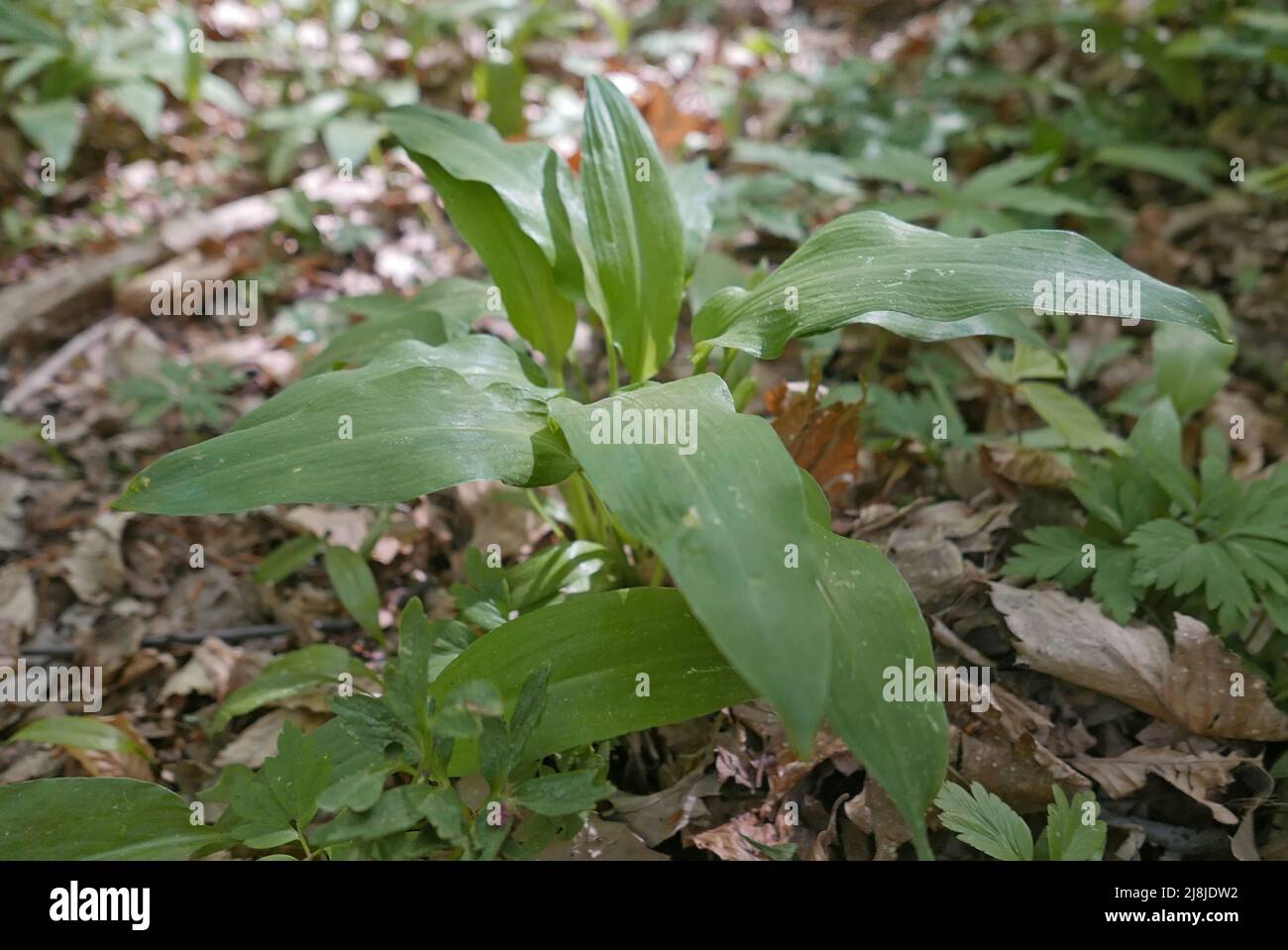 Allium ursinum, noto come aglio selvatico, bulbo pianta perenne fioritura nella foresta Foto Stock