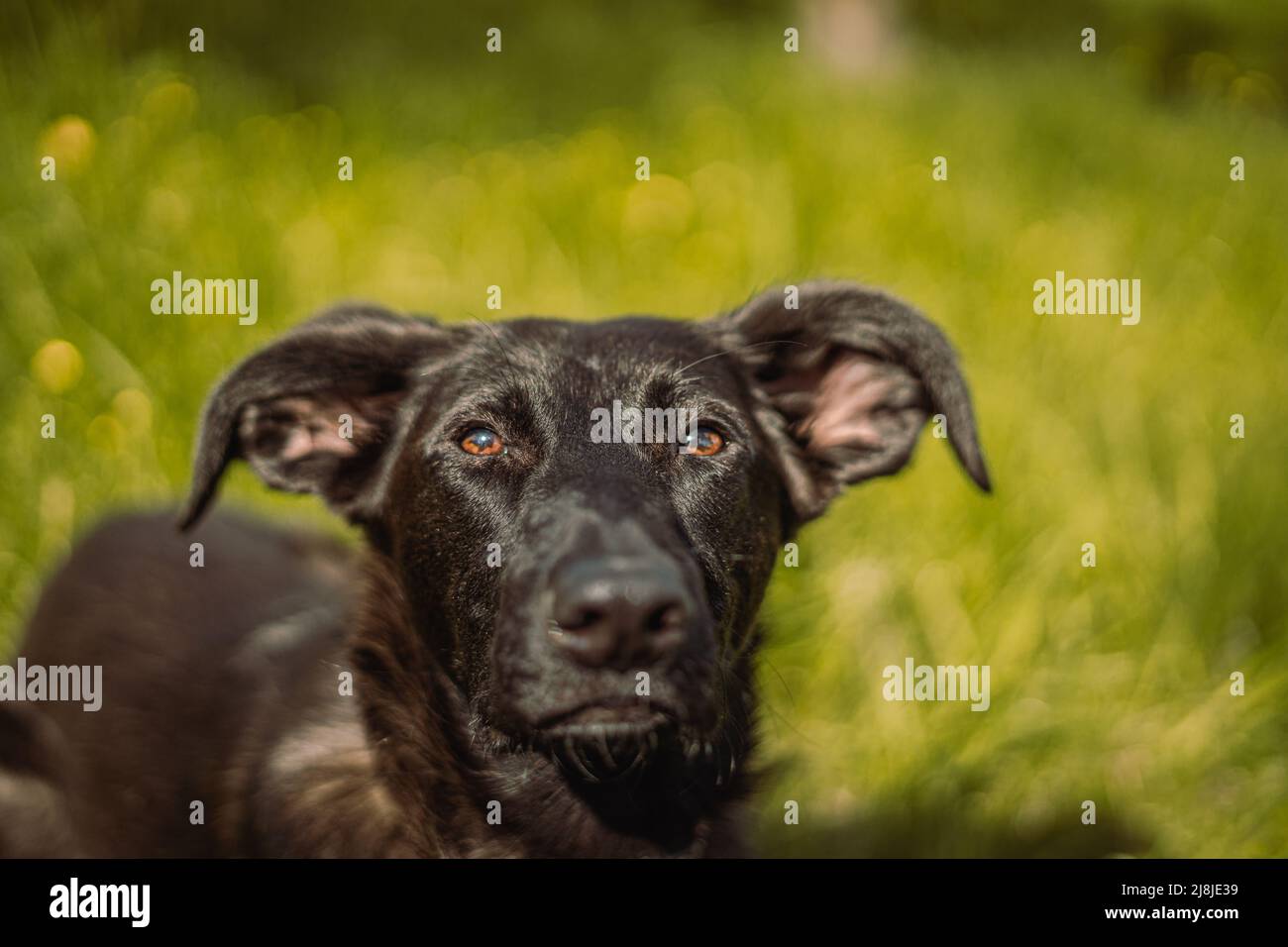 Giocoso cucciolo Bibi in posa con il suo sguardo incantevole nei suoi occhi colorati sognanti. Foto Stock