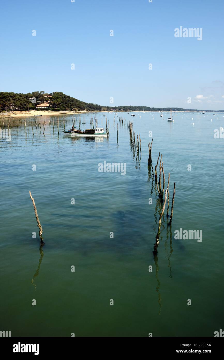 Bastone guscio di ostriche, colonna in mare, per allevare ostriche. Cap-Ferret, Arcachon. Foto Stock