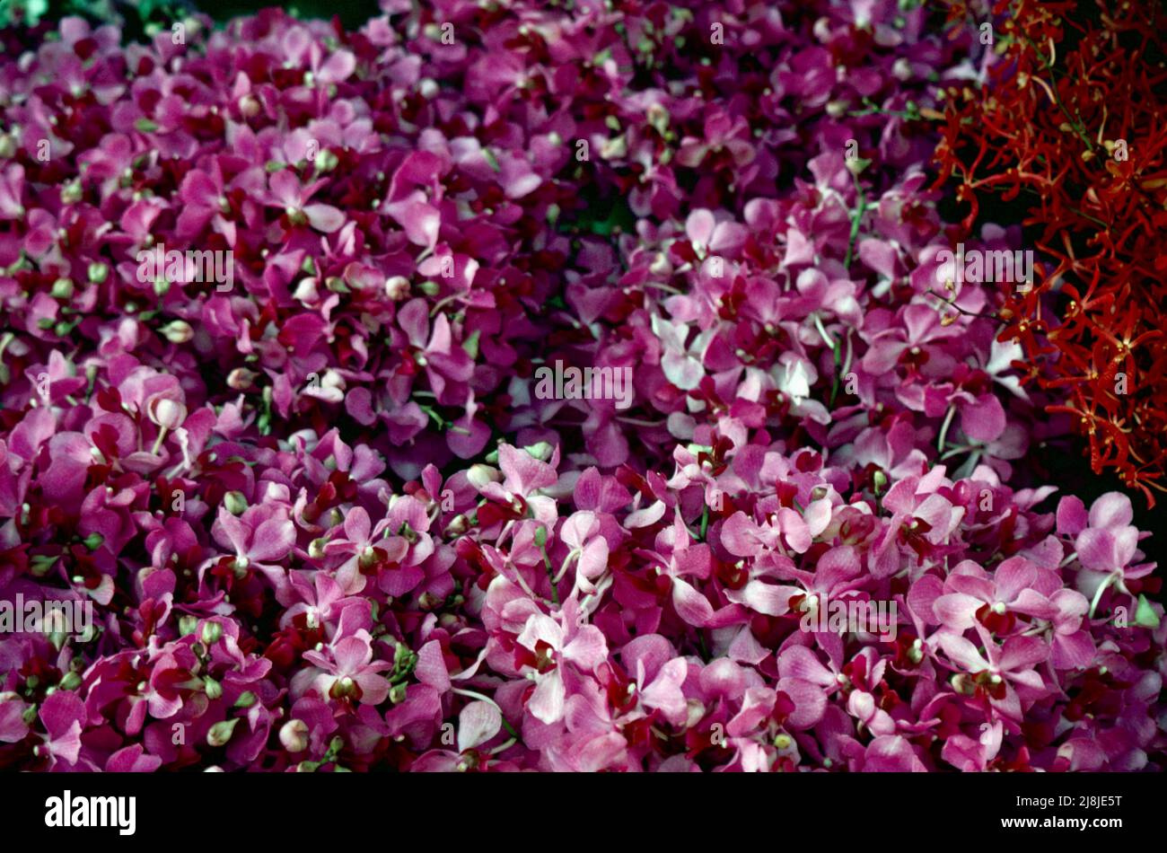 Mercato delle orchidee a Giacarta, Indonesia 1984 Foto Stock