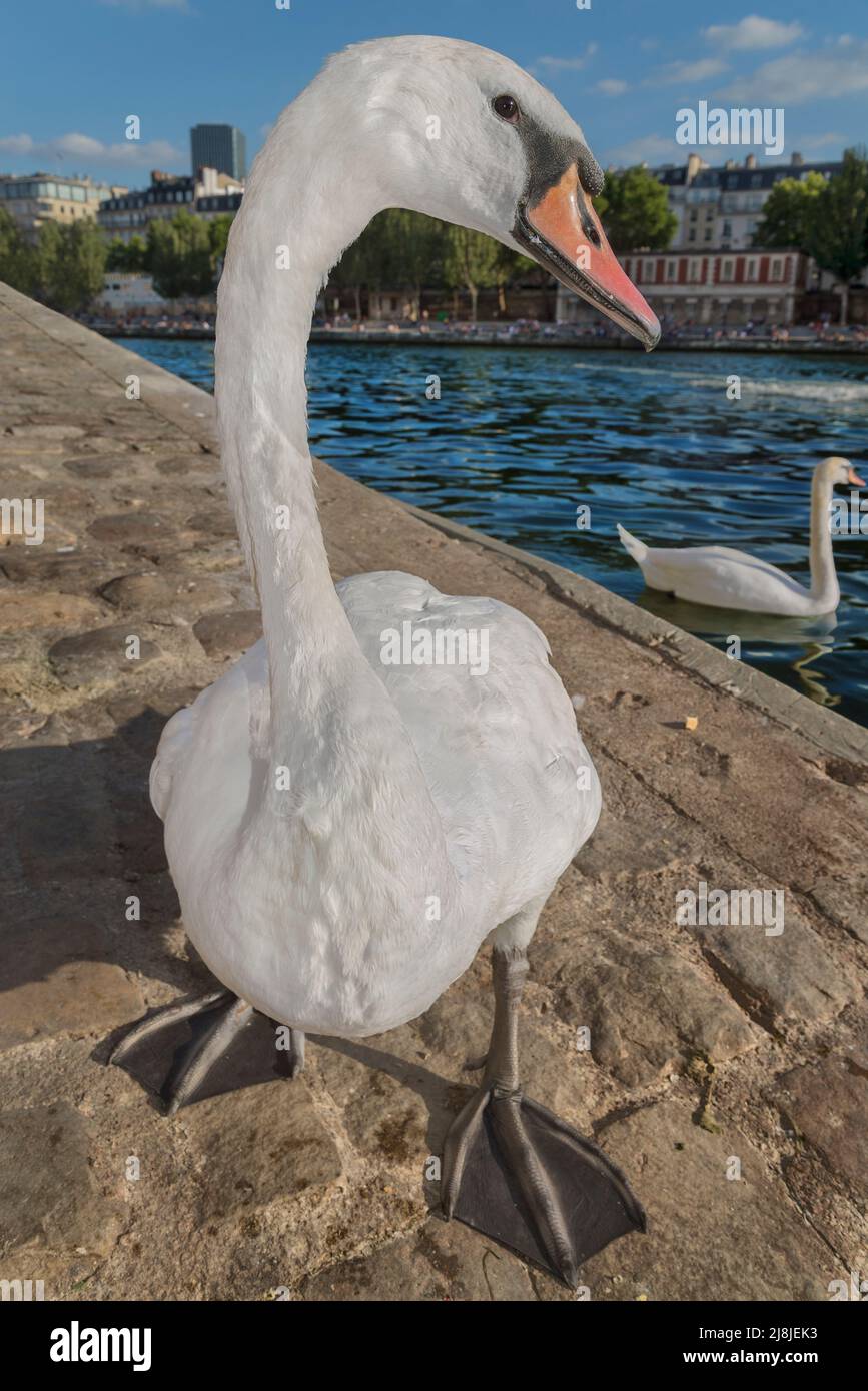 Un cigno vicino al fondo della rampa di accesso su quai de Bourbon che conduce alla Senna. Foto Stock