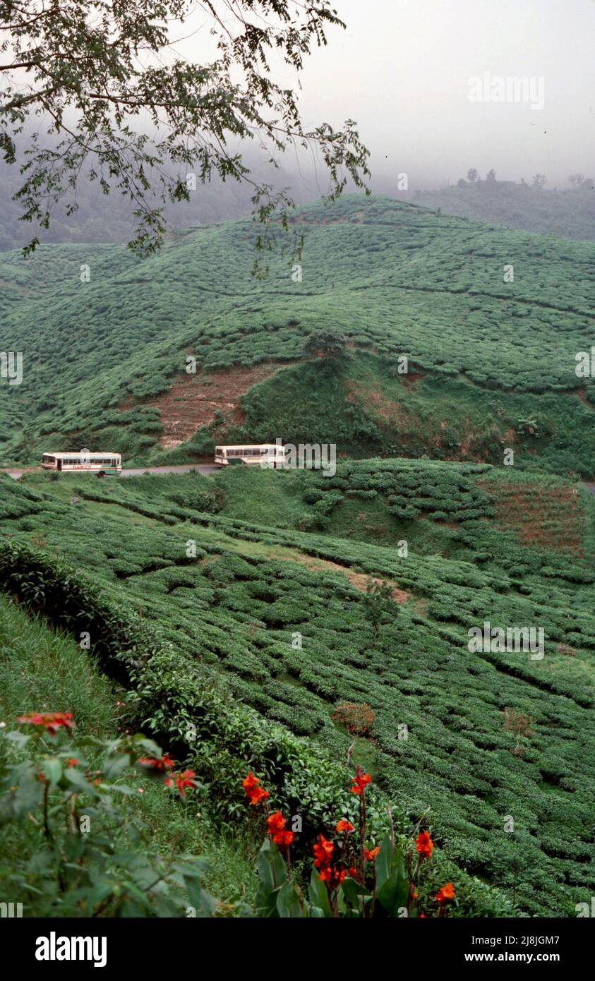 Piantagioni di tè Puncak a sud di Giacarta 1984 Foto Stock