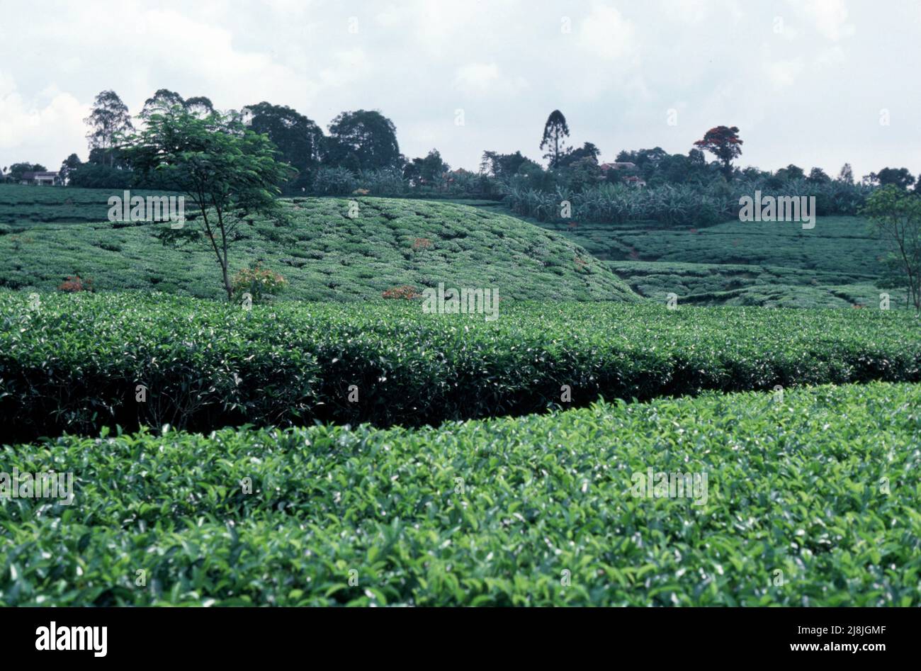 Piantagioni di tè Puncak a sud di Giacarta, Indonesia 1984 Foto Stock