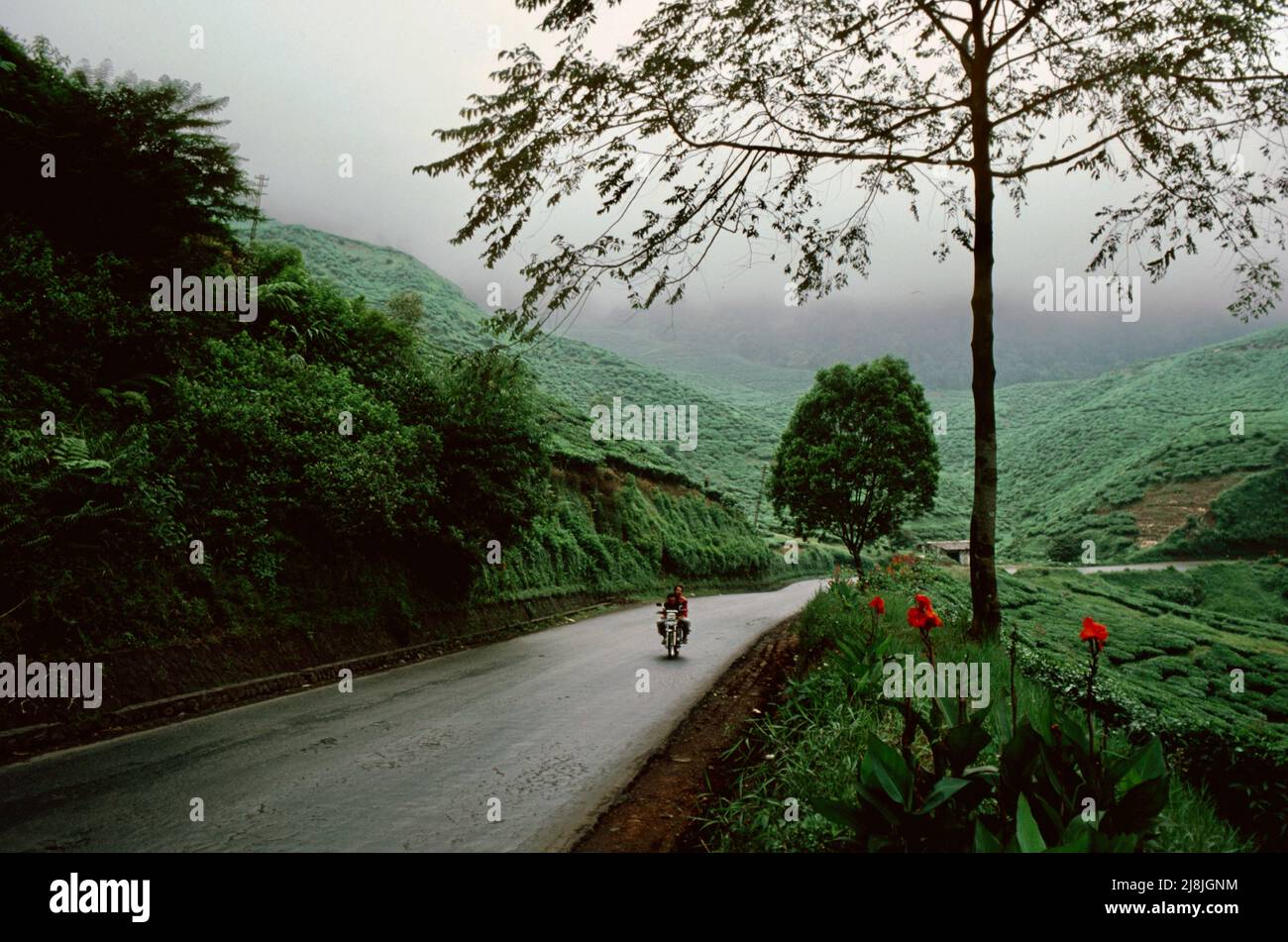 Piantagioni di tè Puncak a sud di Giacarta 1984 Foto Stock