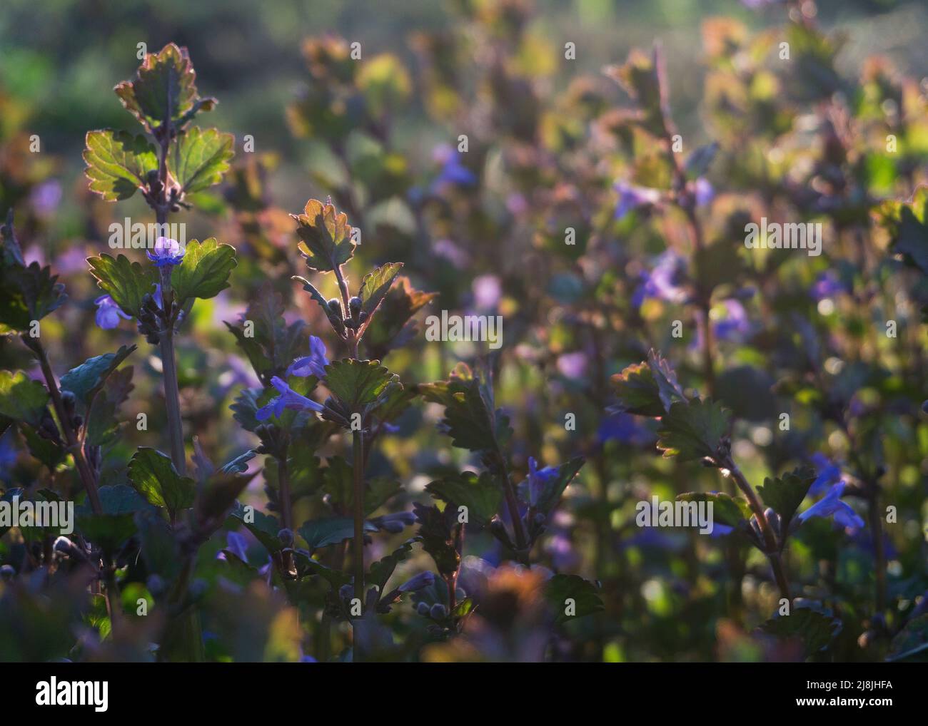 Glekhoma ivy (Budra) al sole Foto Stock
