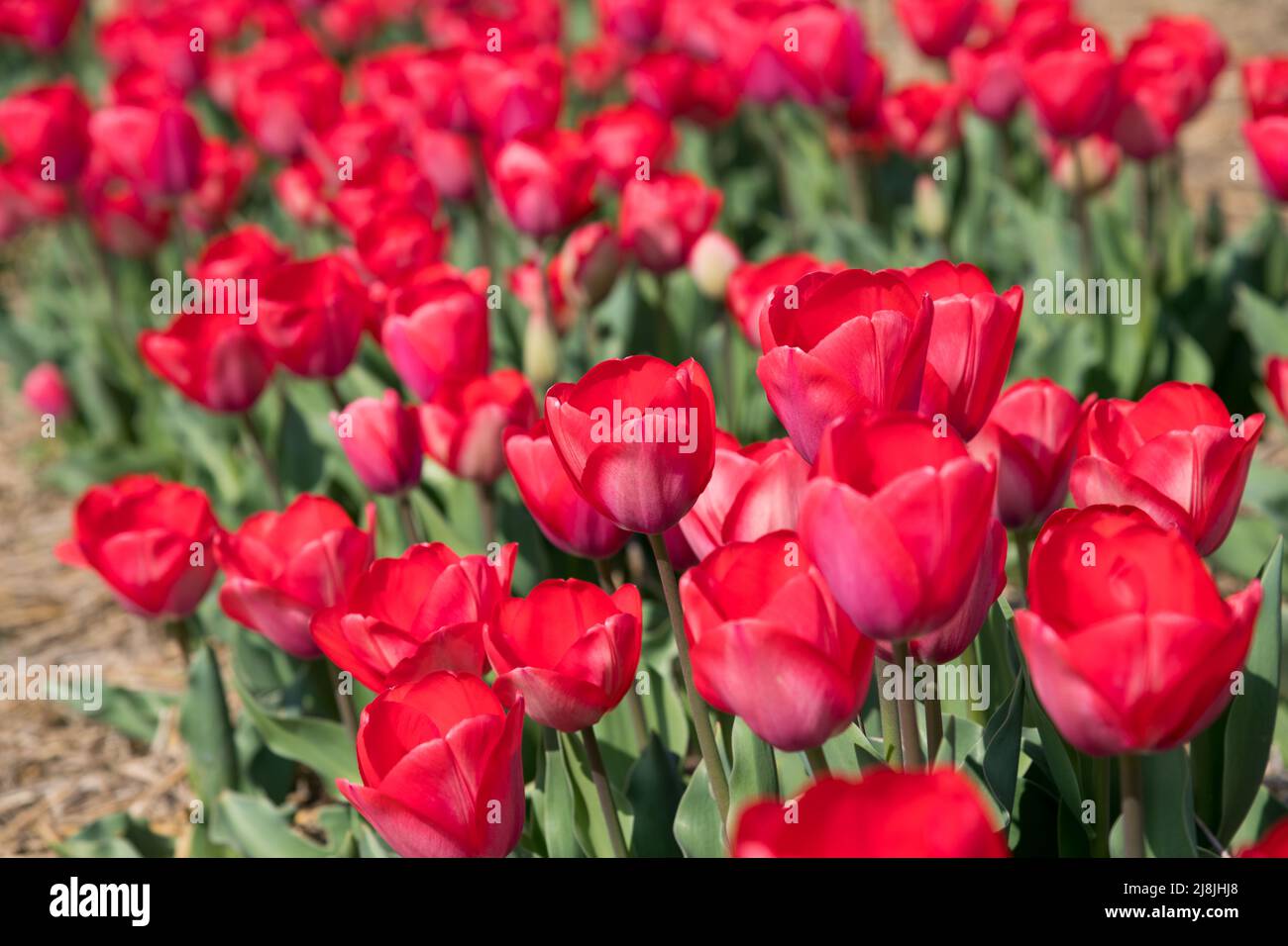 Fuoco morbido di mazzo di tulipani rossi luminosi che crescono in campo illuminato al sole il giorno di primavera in campagna Foto Stock