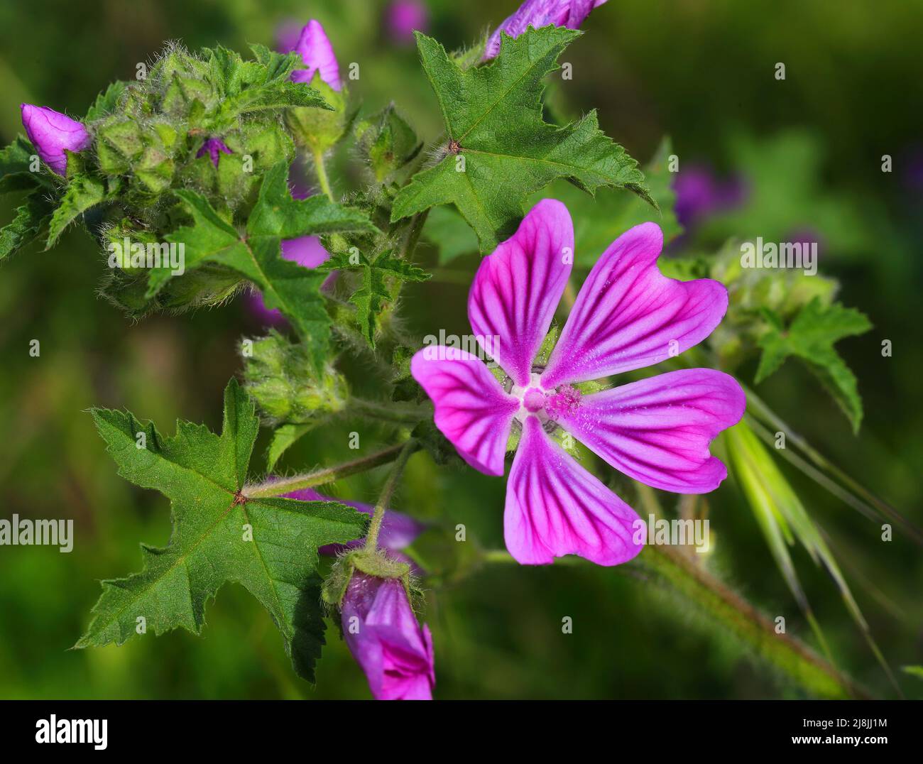 Fiori di mallow comune che crescono in natura - Malva sylvestris. Primavera - Sintra, Portogallo. Terapie naturali. Foto Stock