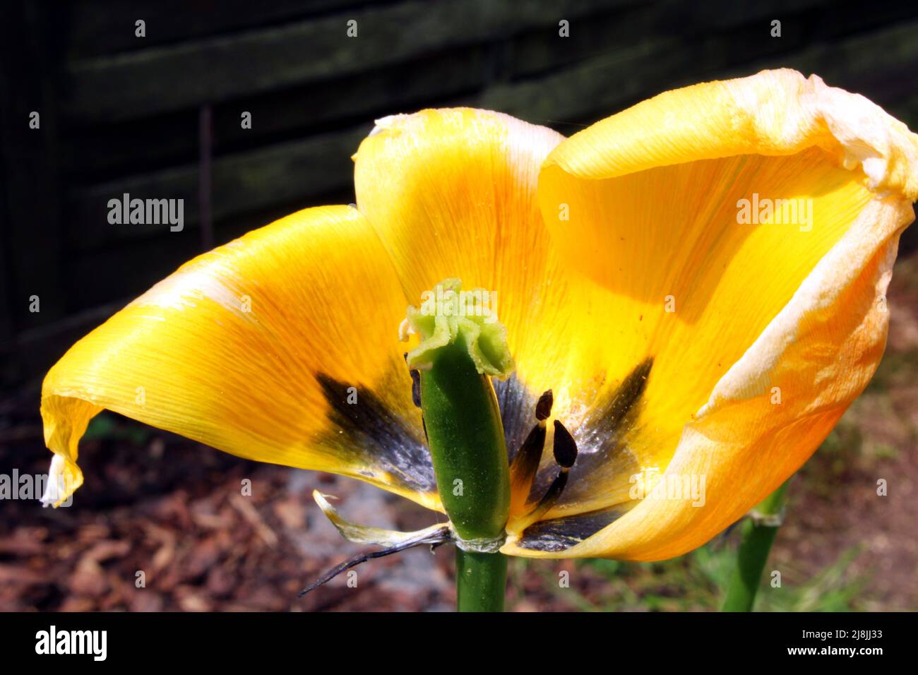 Welkende gelbe Tulpe (Tulipa) im Beet, im Garten, Hessen, Deutschland. Foto Stock