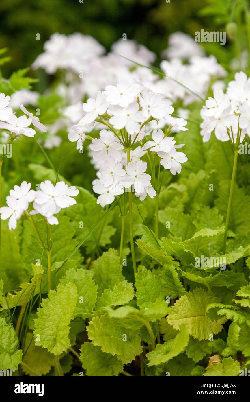 primula sieboldii fantasia Foto Stock