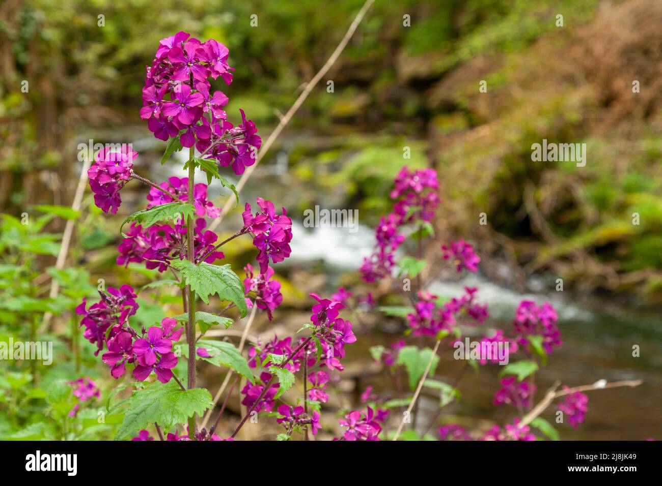 Lunaria annua, detta onestà o onestà annuale, è una specie di piante da fiore nella famiglia di cavoli e senape Brassicaceae Foto Stock