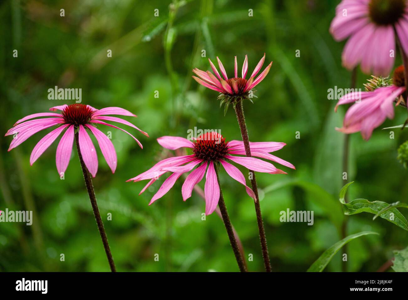 Echinacea purpurea Foto Stock