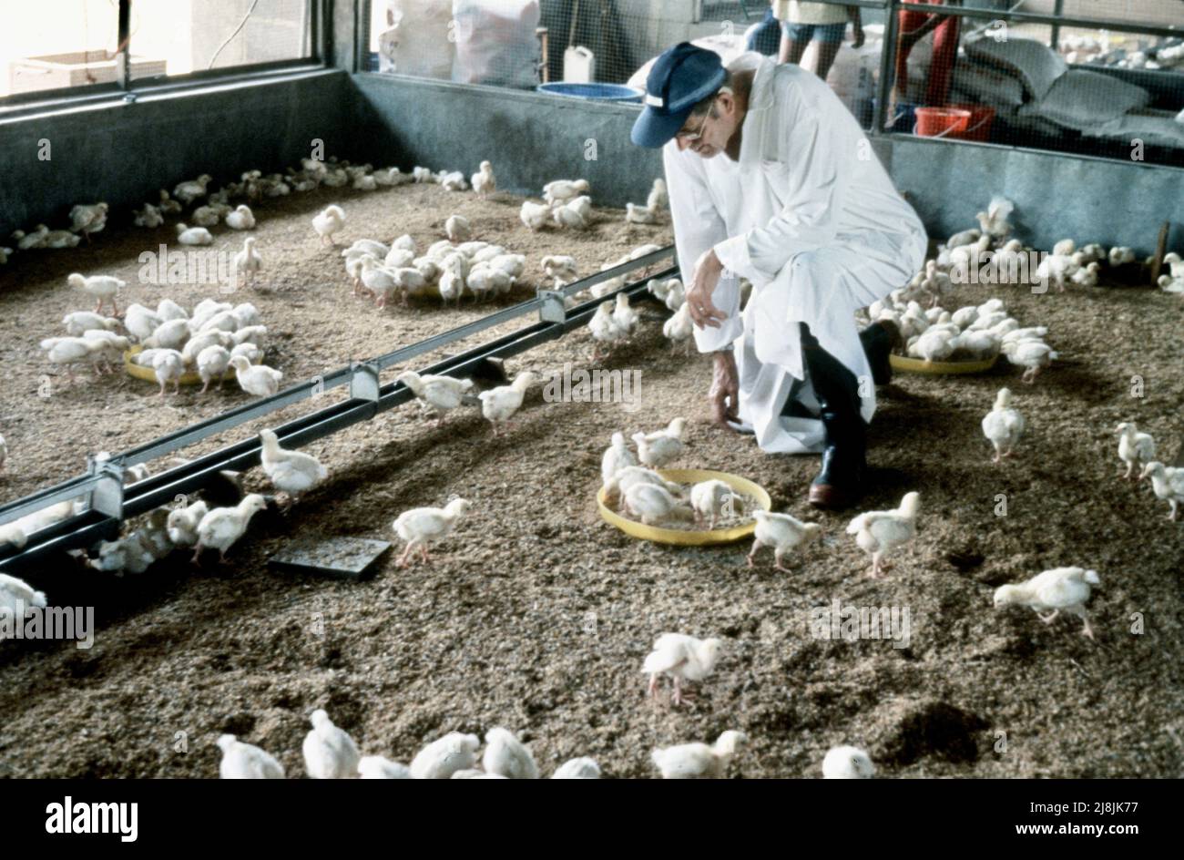 American ha ritirato l'esecutivo dall'International Executive Service Corps presso il progetto di vivaio di polli nell'area di Surabaya sull'isola di Java, Indonesia 1985 Foto Stock