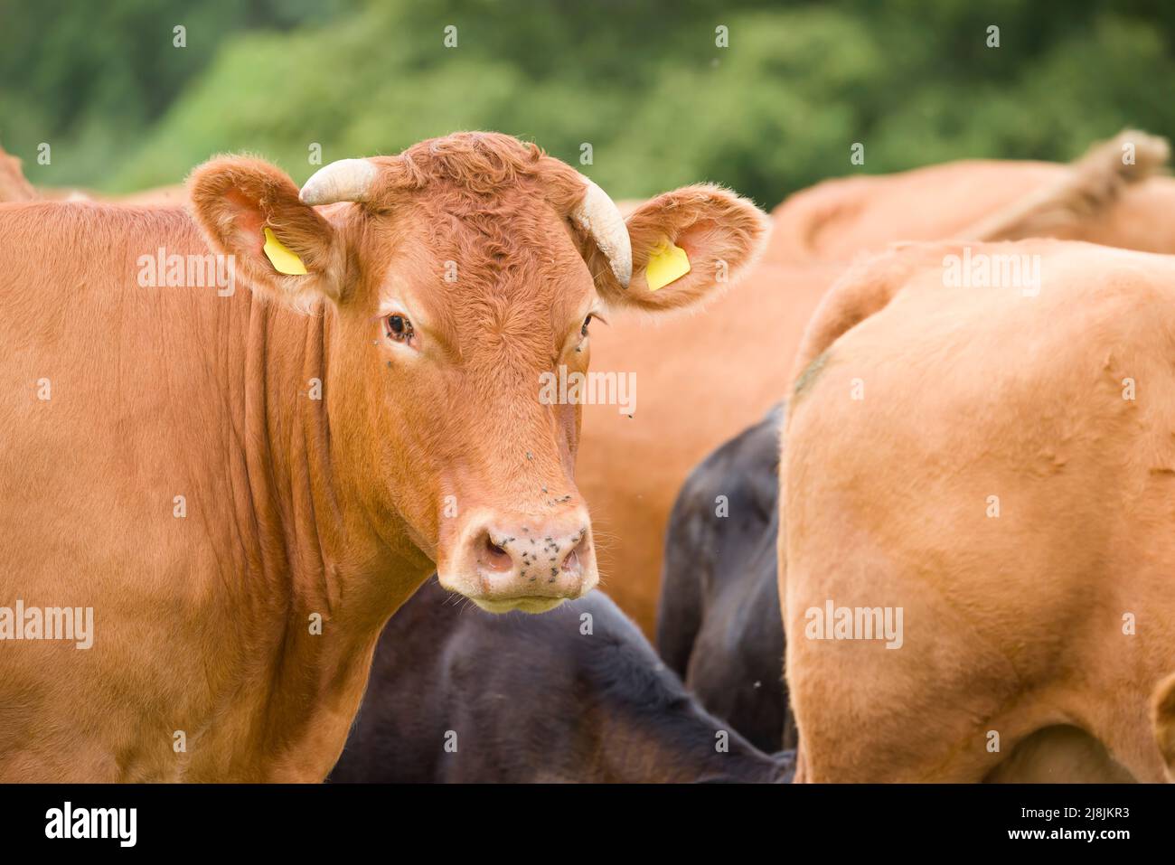 Mandria di bovini Hereford con vitelli. Bestiame in un campo su una fattoria. Aylesbury vale, Buckinghamshire, Regno Unito Foto Stock
