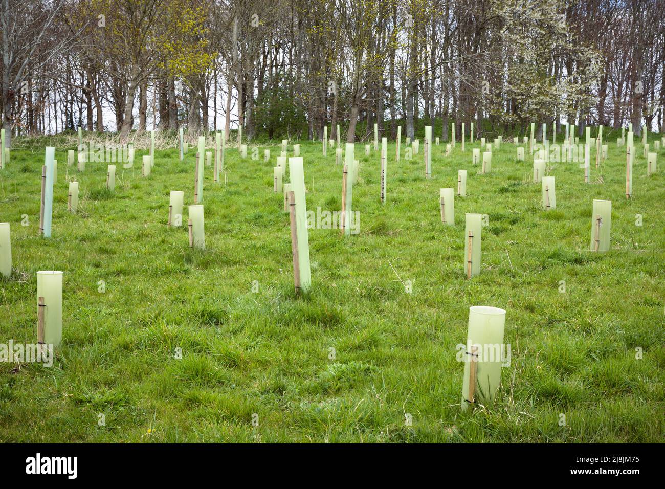 Piantando alberi, alberi seghing con guardie che crescono in un campo nel Buckinghamshire, Regno Unito Foto Stock
